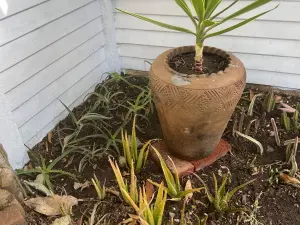 Flat/Apartment to Rent in Avondale