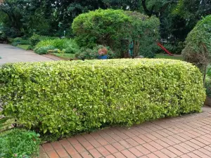 Flat/Apartment to Rent in Avenues