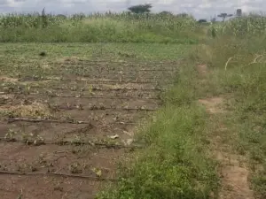 Farm for Sale