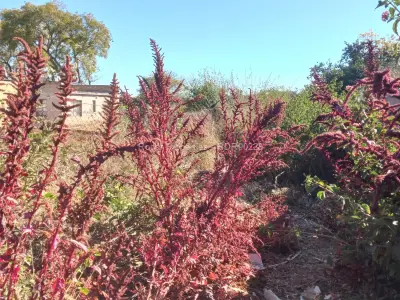 Stand for Sale in Buena Vista