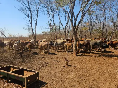 Farm for Sale in Gweru CBD