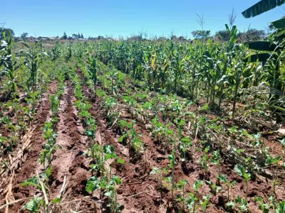 Land for Sale in Brackenhurst
