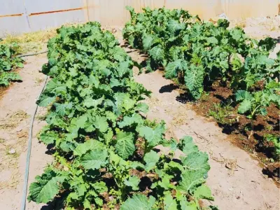 Farm/Plot for Sale in Ngezi