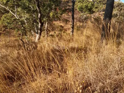 Stand for Sale in Glen Lorne