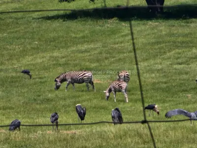 Residential Stand for Sale in Pomona