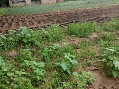 Farm/Plot for Sale in Goromonzi