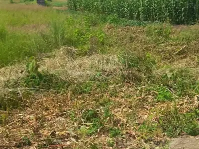 Residential Stand for Sale in Haydon Park