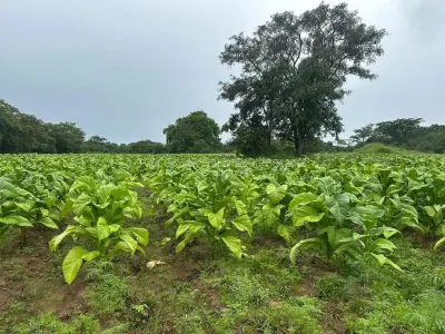 Farm/Plot for Sale in Chegutu