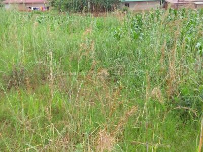 Land for Sale in Glen Forest Stands.co.zw