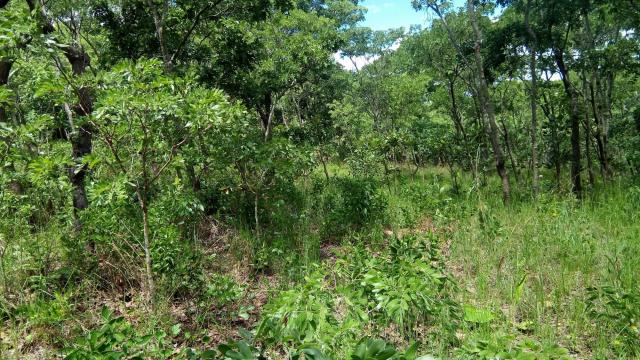 Stand for Sale in Glen Forest