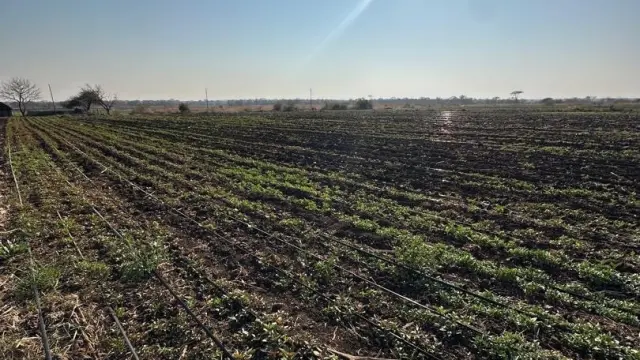 Farm for Sale