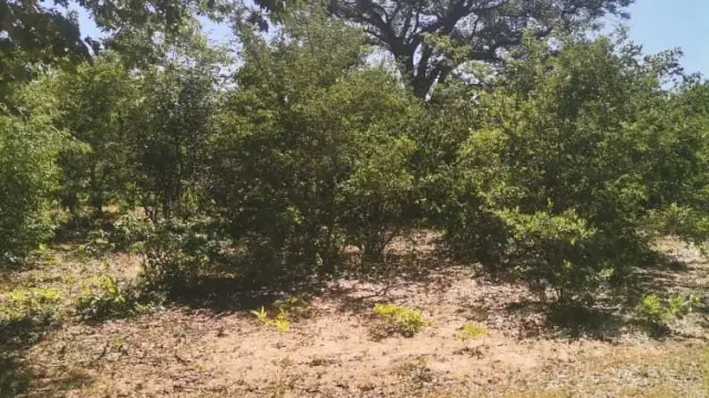 Stand for Sale inHwange