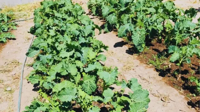 Farm for Sale