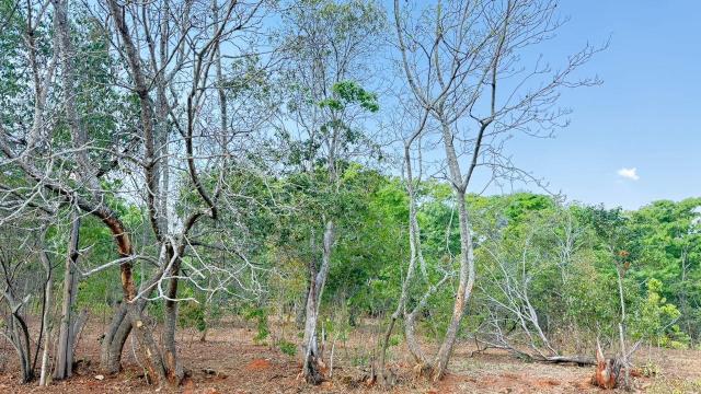 Stand for Sale in Borrowdale Brooke