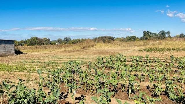 Stand for Sale in Ruwa