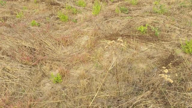 Stand for Sale in Landyview Park