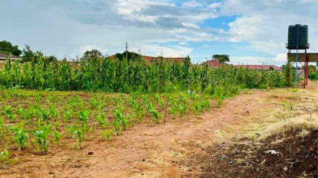 Stand for Sale in Glaudina