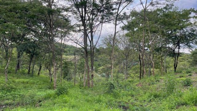 Stand for Sale in Shawasha Hills