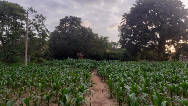 Stand for Sale in Meyrick Park