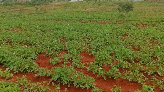 Stand for Sale in Glen Forest