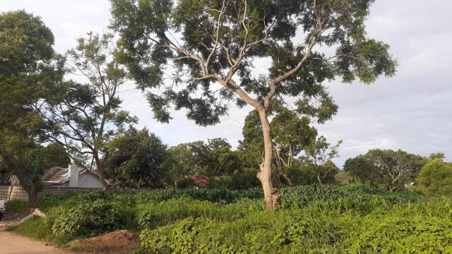 Stand for Sale in Meyrick Park