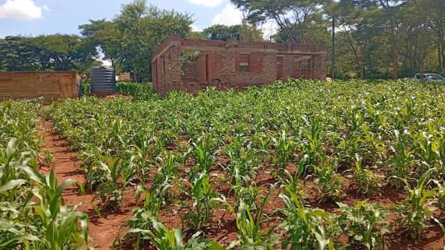 Stand for Sale in Glen Lorne