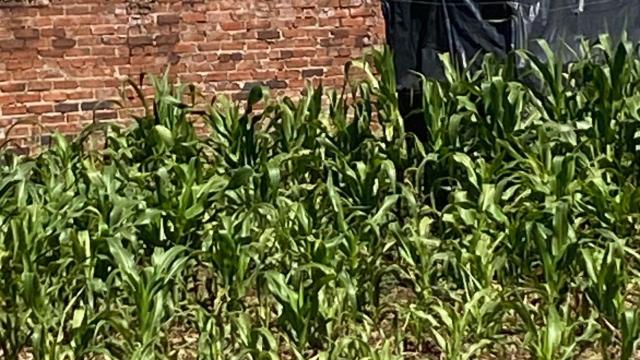 Stand for Sale in Goodhope