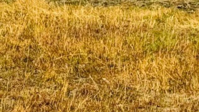 Stand for Sale in Norton