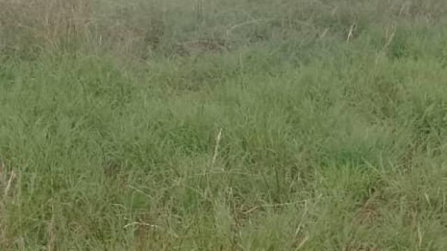 Stand for Sale in Southlea Park