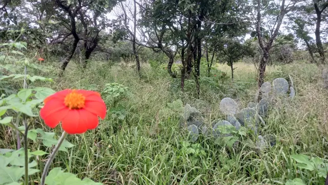 Residential Stand for Sale