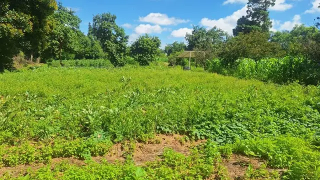 Farm/Plot for Sale