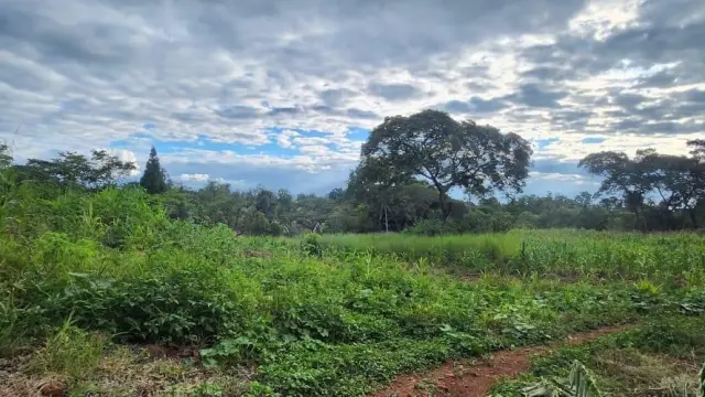 Residential Stand for Sale