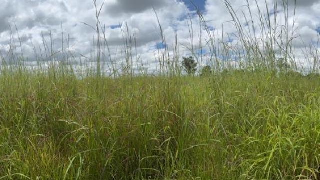 Stand for Sale in Mount Hampden