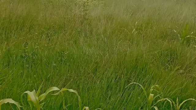 Residential Stand for Sale