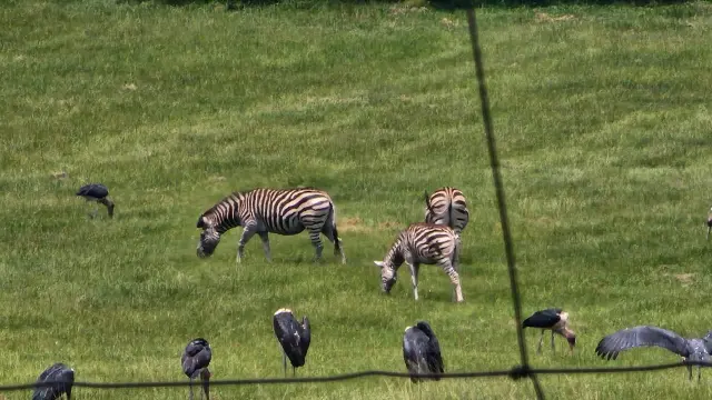 Residential Stand for Sale