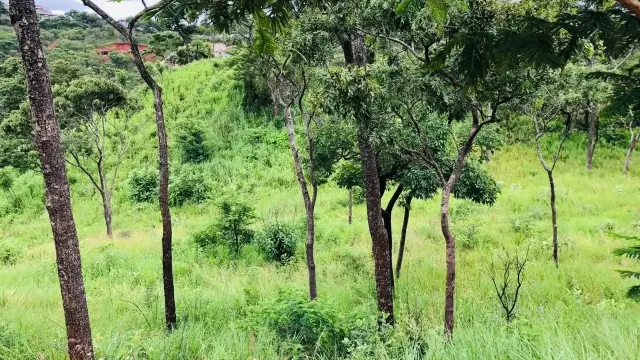 Residential Stand for Sale