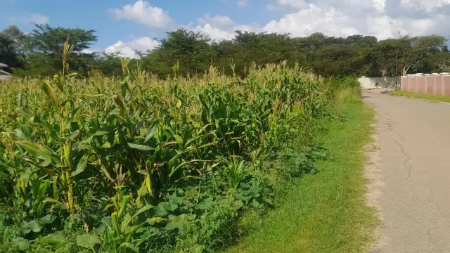 Residential Stand for Sale in Bluff Hill