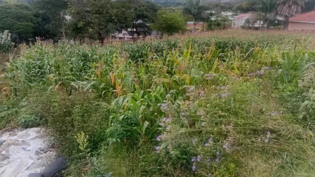 Residential Stand for Sale inGletwin Park