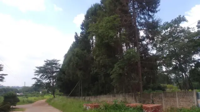 Residential Stand for Sale in Quinnington