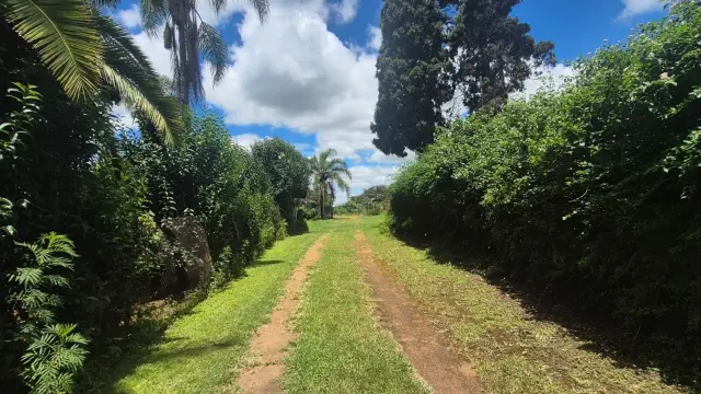 Commercial Stand for Sale