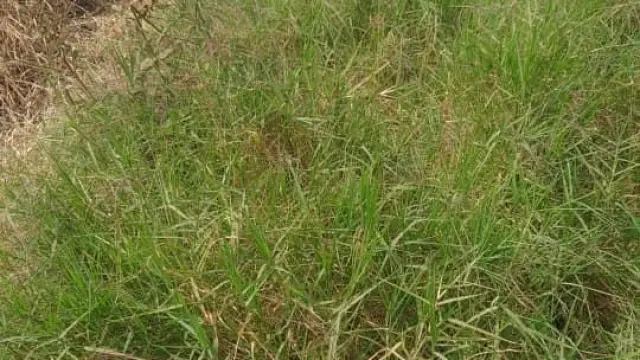 Residential Stand for Sale