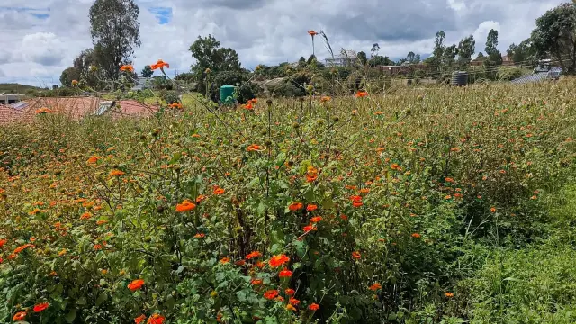 Residential Stand for Sale