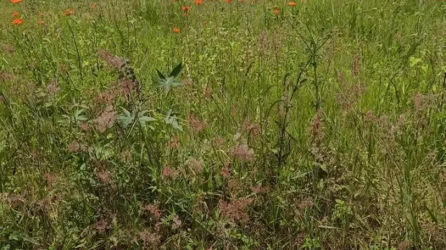 Residential Stand for Sale