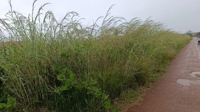 Residential Stand for Sale in Mount Pleasant