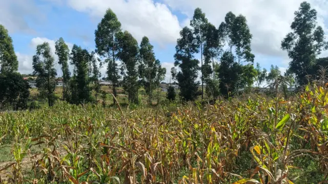 Farm/Plot for Sale inMarondera
