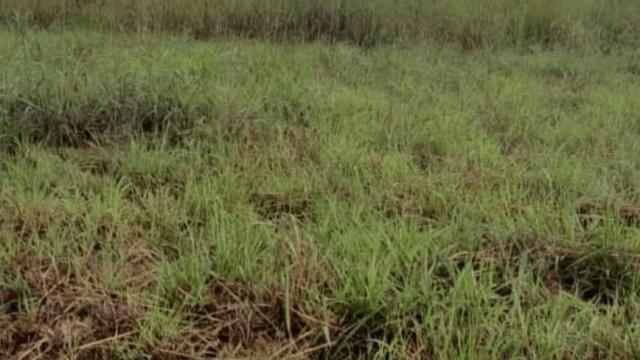 Stand for Sale in Norton