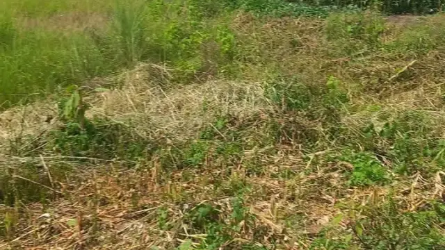 Residential Stand for Sale inHaydon Park