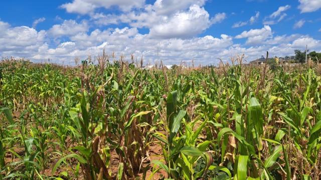 Stand for Sale in Haydon Park