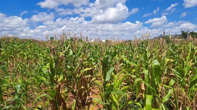 Residential Stand for Sale in Haydon Park