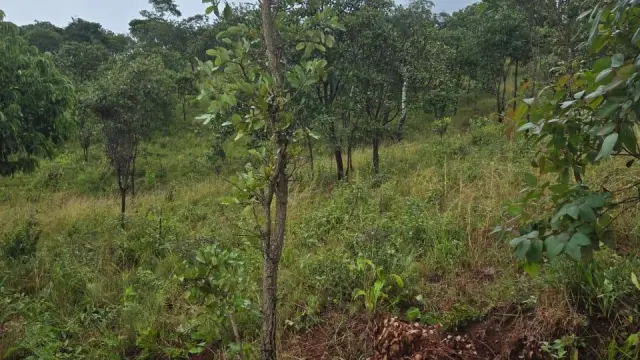 Residential Stand for Sale